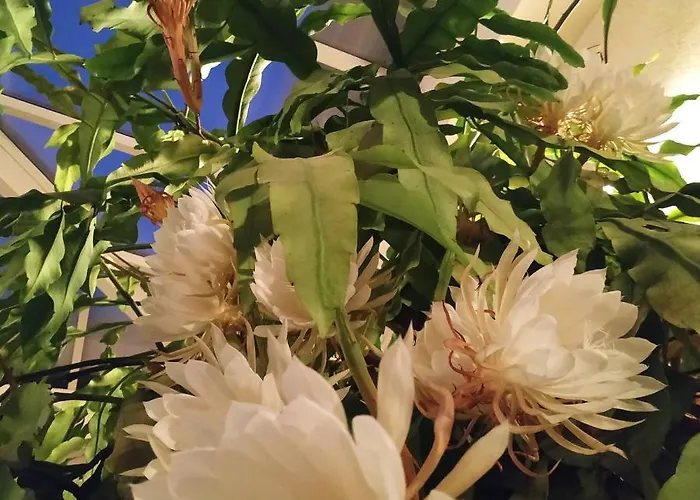 Maison La Grande Serre Bed and breakfast 3*